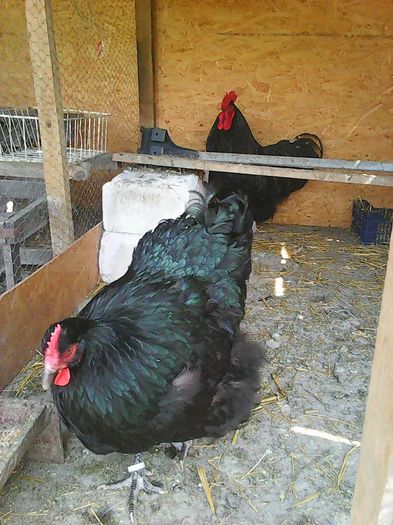 12990987_1162105350500793_1202510091214064814_n