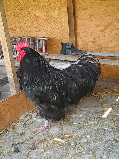 12936676_1162105313834130_1864771242833391886_n