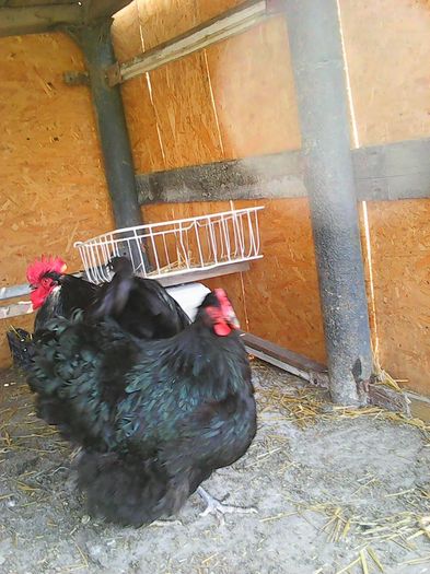 12936768_1162105270500801_6368098512289348197_n