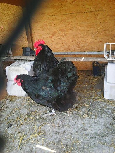 12963920_1162105273834134_6782849625666050931_n