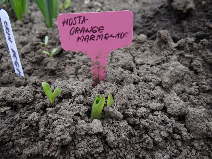 Yupi ! Iat-o ! Hosta Orange marmalade pe care ma temeam ca am pierdut-o!