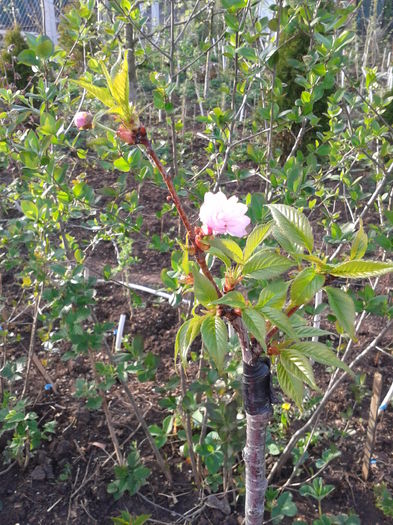 Cires japonez plangator