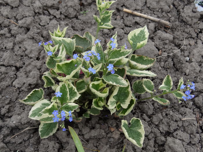 Brunera variegta