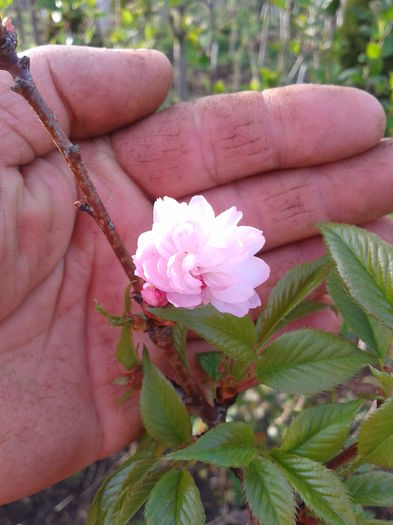 floare cires japonez