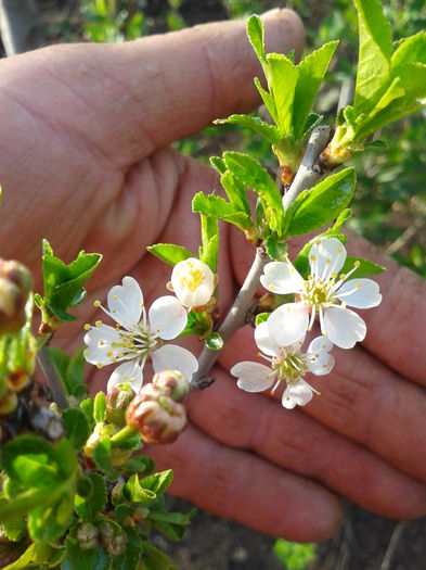 floare visin globular