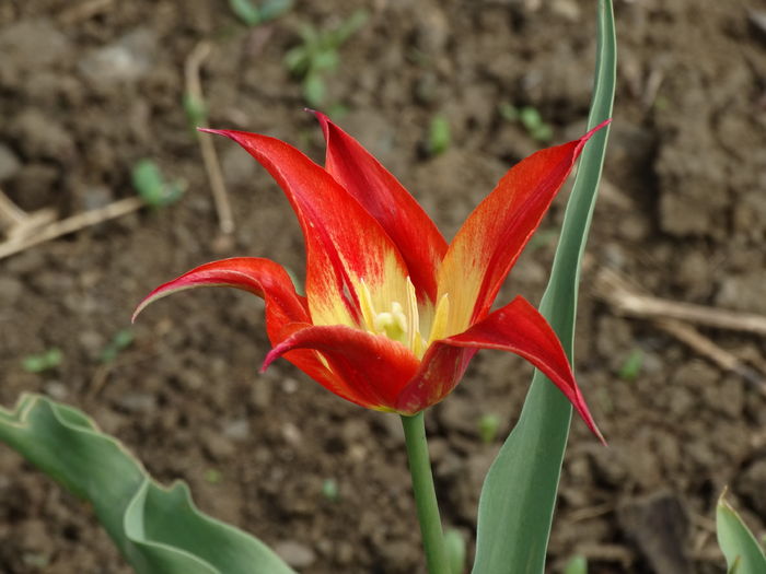 DSC05926 - In gradina 2016