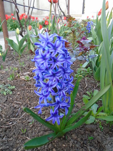 DSC00360 - Zmabile Lalele Narcise