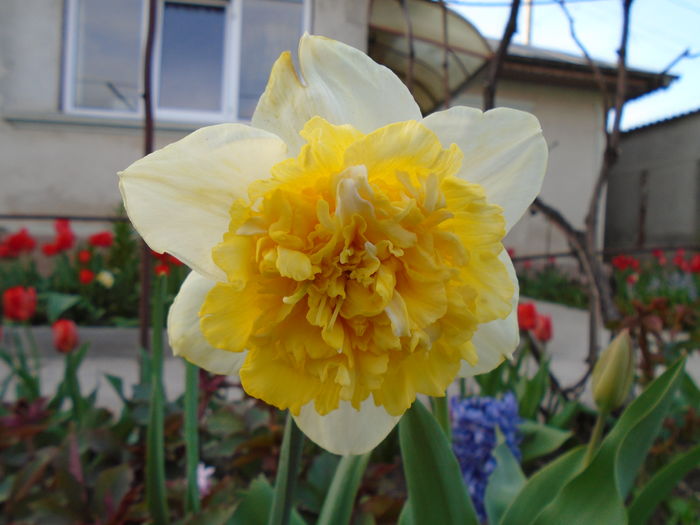 DSC00369 - Zmabile Lalele Narcise