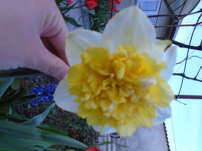 DSC00370 - Zmabile Lalele Narcise