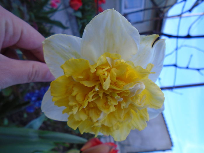 DSC00371 - Zmabile Lalele Narcise