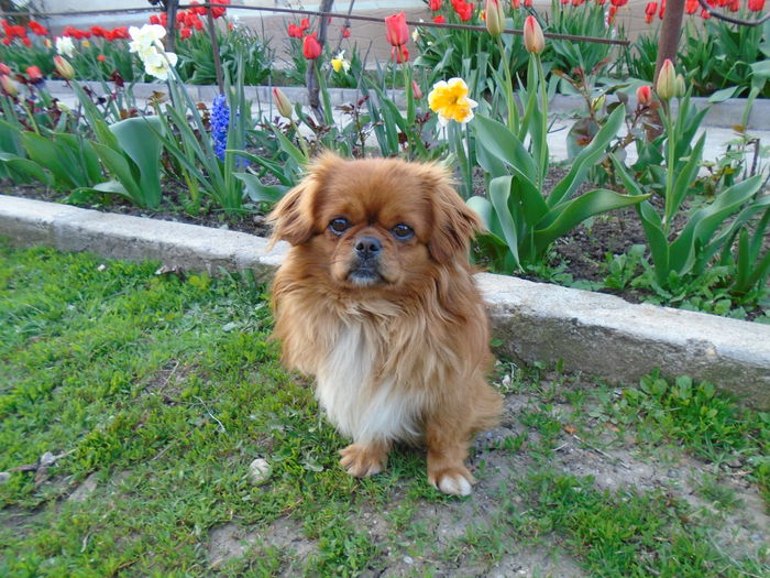 DSC00373 - Zmabile Lalele Narcise