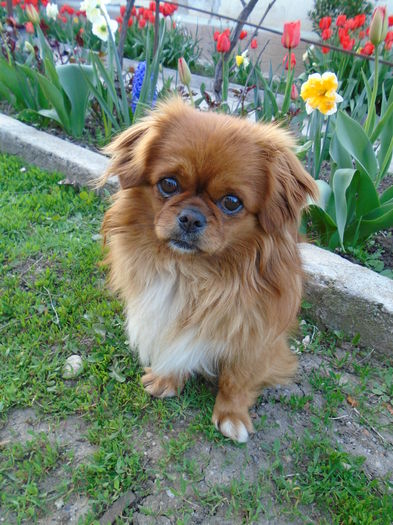 DSC00374 - Zmabile Lalele Narcise