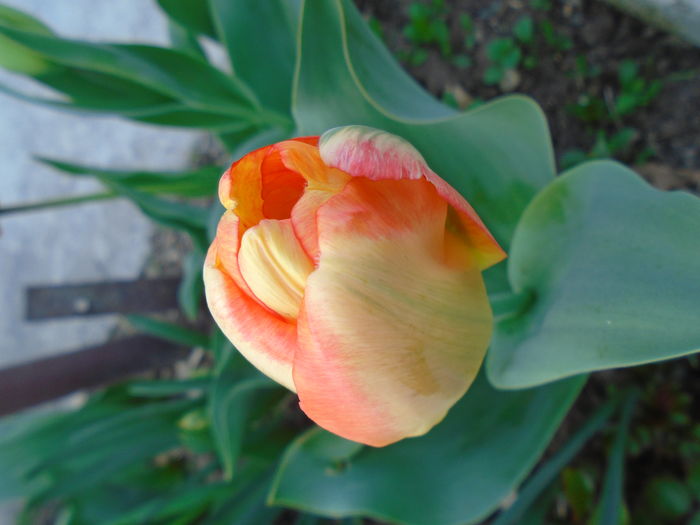 DSC00379 - Zmabile Lalele Narcise