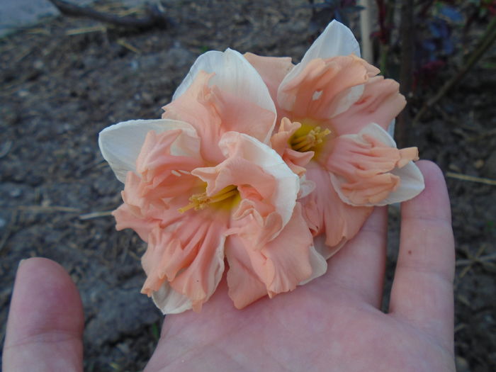 DSC00381 - Zmabile Lalele Narcise