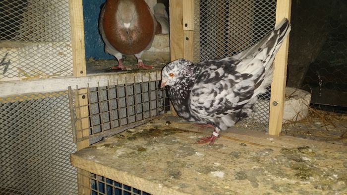 20160410_213126; Mascul 2015.Monor 13.03 .2016
