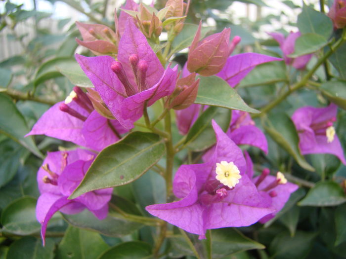 Bouganvillea - Bouganvillea