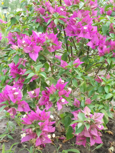 Bouganvillea