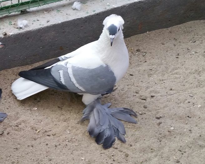 Masc.2015Dnu.Moldovan Vasile.Loc.ORADEA.Jud.BIHOR - 8___-PERSOANE CU CARE AM COLABORAT- VANZARI