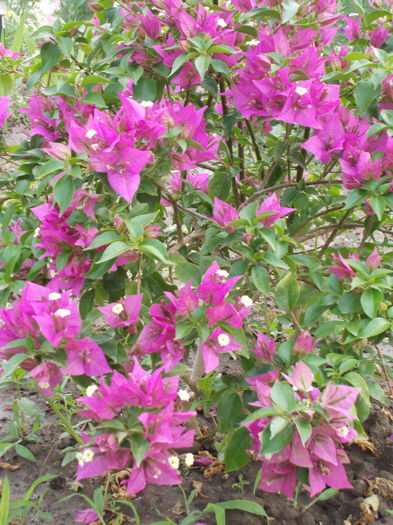 Bouganvillea