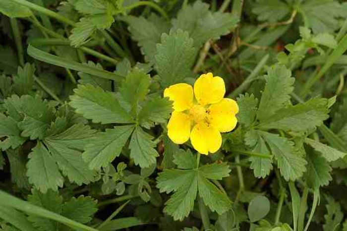 Cinci Degete – Potentilla Reptans - Gazonul