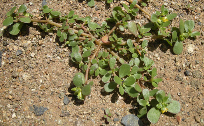 Iarba grasa – Portulaca Oleracea - Gazonul