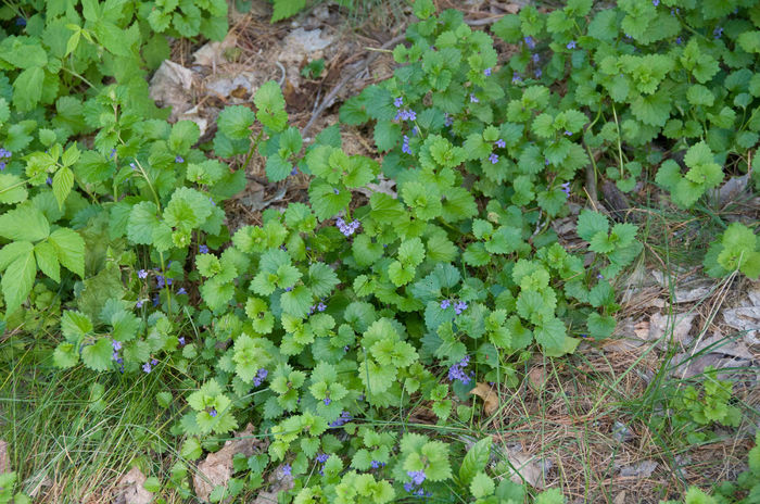 Iedera taratoare - Glechoma hederacea