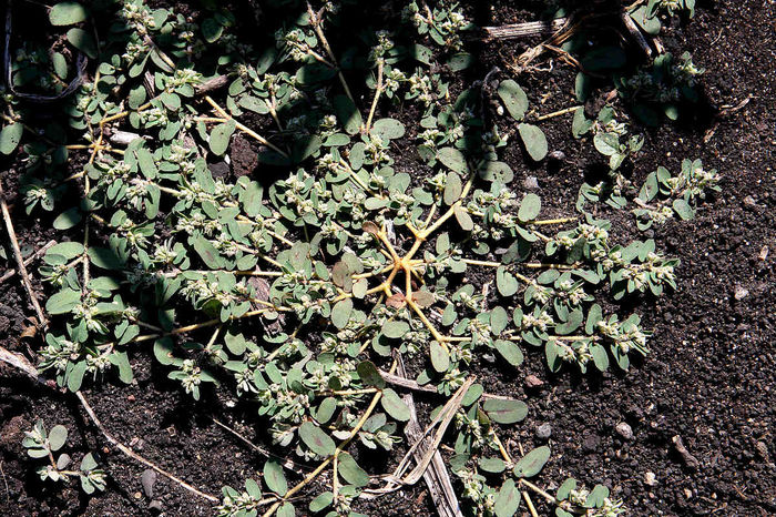 Laptele Cucului – Euphorbia Maculata