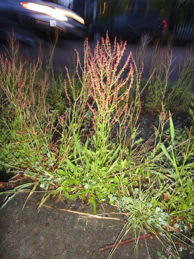 Macris – Rumex Acetosella - Gazonul