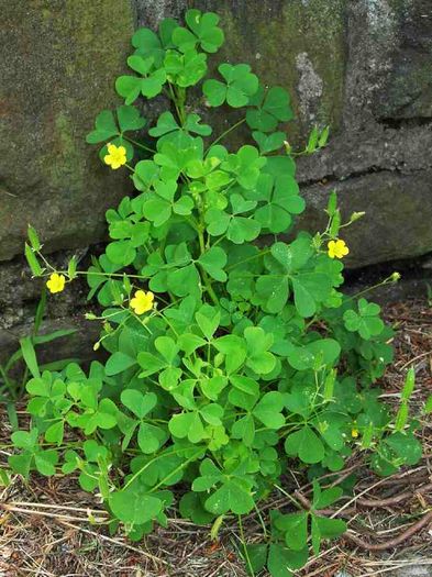 Macrisul Iepurelui – Oxalis Stricta