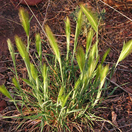 Orzul Soarecilor – Hordeum Murinum - Gazonul