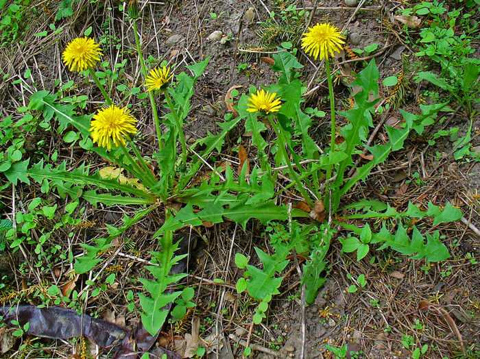 Papadia – Taraxacum Officinale - Gazonul