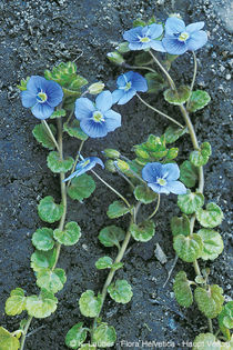 Soparlita – Veronica Filiformis