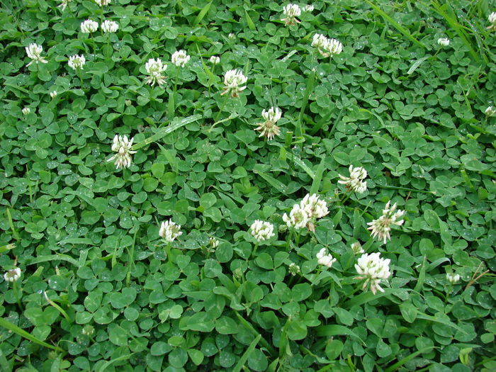 Trifoi – Trifolium Repens