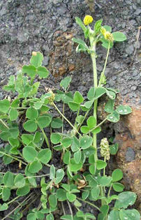 Trifoi Marunt – Medicago Lupulina