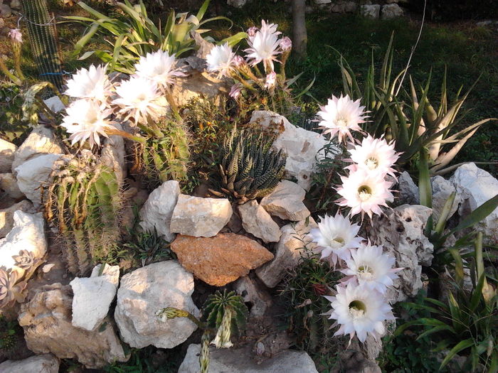Cactusi - Cactusi