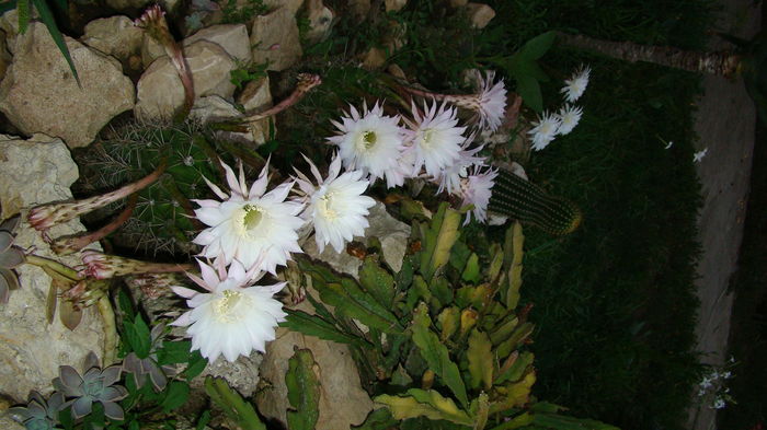 cactusi - Cactusi