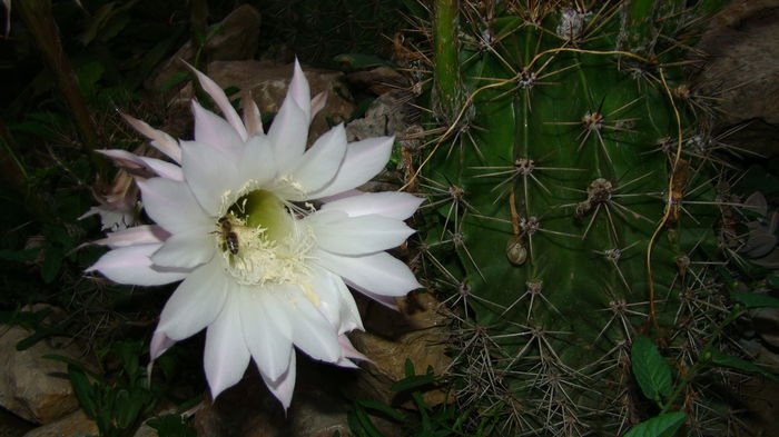 DSC00736 - Cactusi