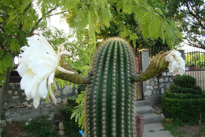 DSC01116 - Cactusi