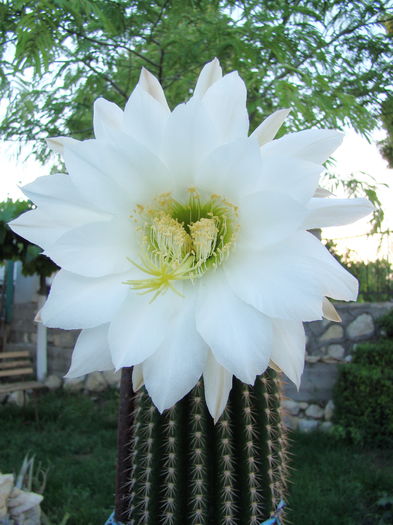 DSC04847 - Cactusi