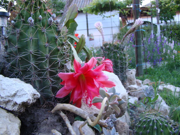 DSC04855 - Cactusi