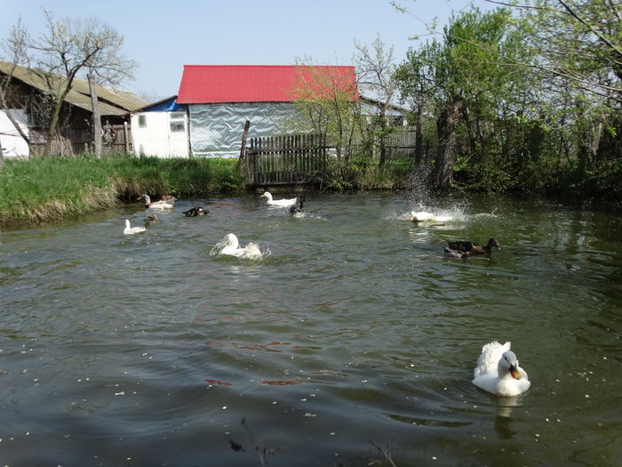 DSC09937 - Rate comune 2