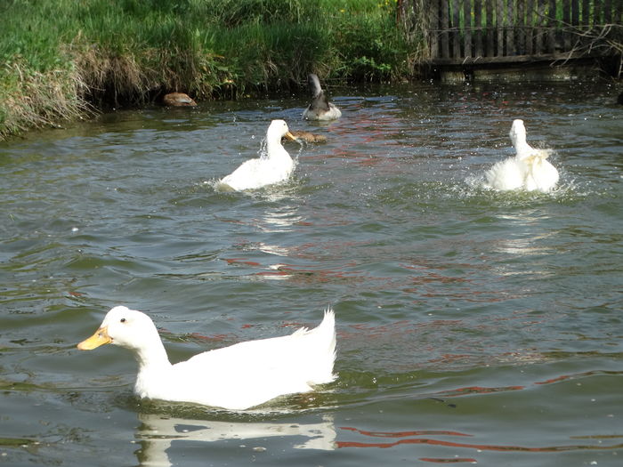 DSC09938 - Rate comune 2