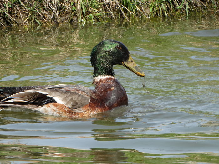 DSC09940 - Rate comune 2