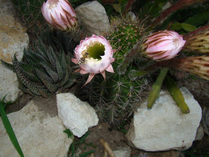 DSC05545 - Cactusi
