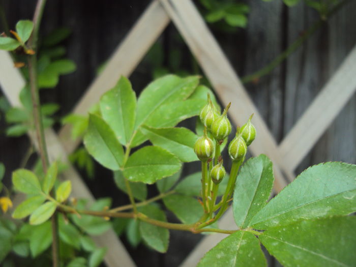 crestem, crestem... - Lady Banksiae Lutea