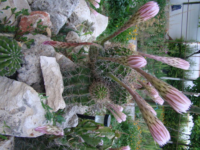 DSC05567 - Cactusi