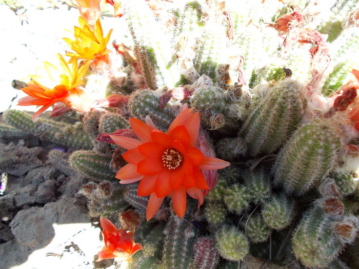 DSCN6908 - Cactusi