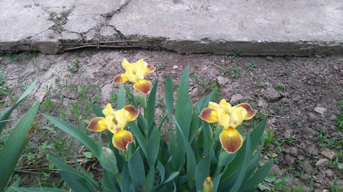 iris pumila Water Colour