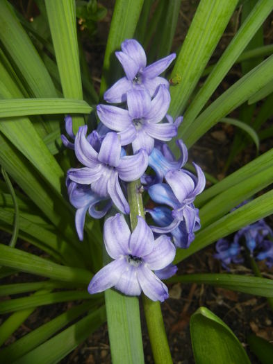 Hyacinth Delft Blue (2016, April 01) - Hyacinth Delft Blue