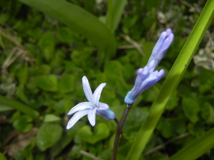 Hyacinth multiflora Blue (2016, April 01) - Hyacinth multiflora Blue